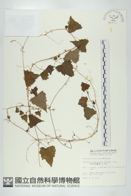 黑果馬交兒藏品圖，第1張