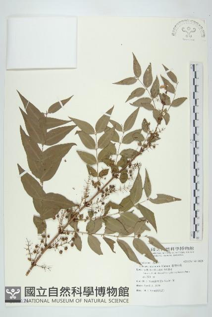 臺灣馬桑藏品圖，第1張