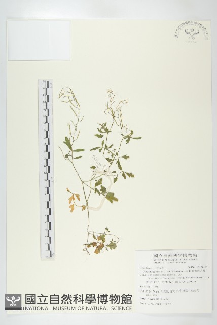 臺灣碎米薺藏品圖，第1張