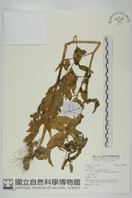 登錄號:S140125藏品圖，第1張