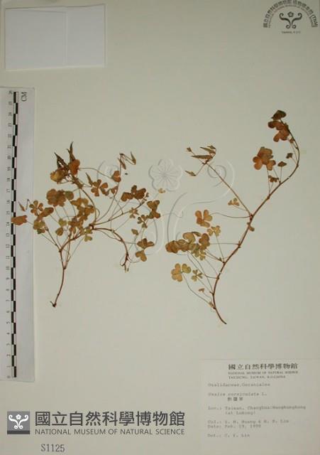 酢漿草藏品圖，第1張