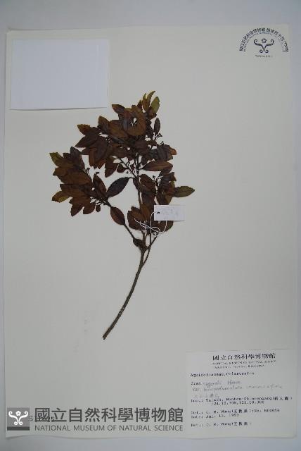 太平山冬青藏品圖，第1張