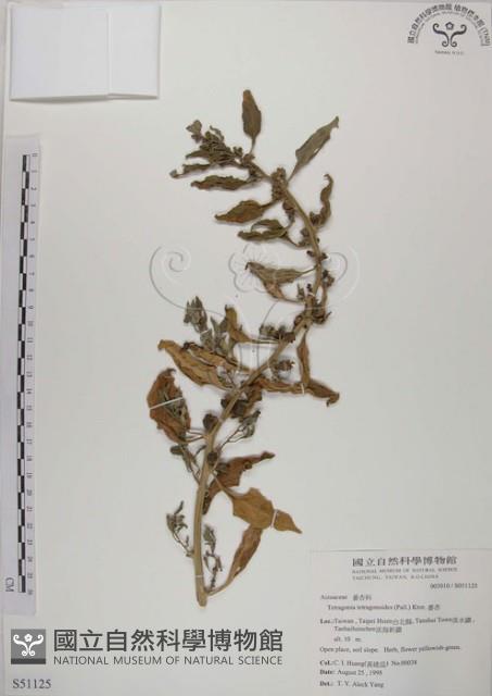 番杏藏品圖，第1張