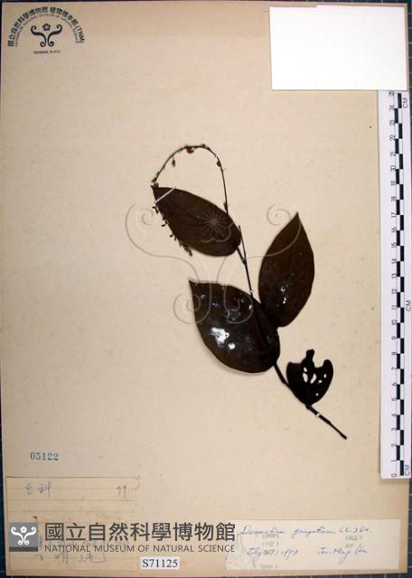 大葉山螞蝗藏品圖，第1張