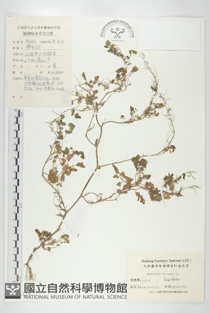 碎米薺藏品圖，第1張