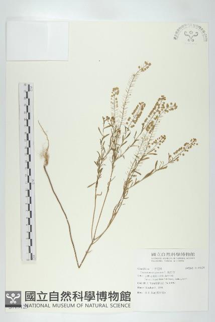 獨行菜藏品圖，第1張