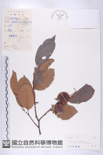 油柿藏品圖，第1張