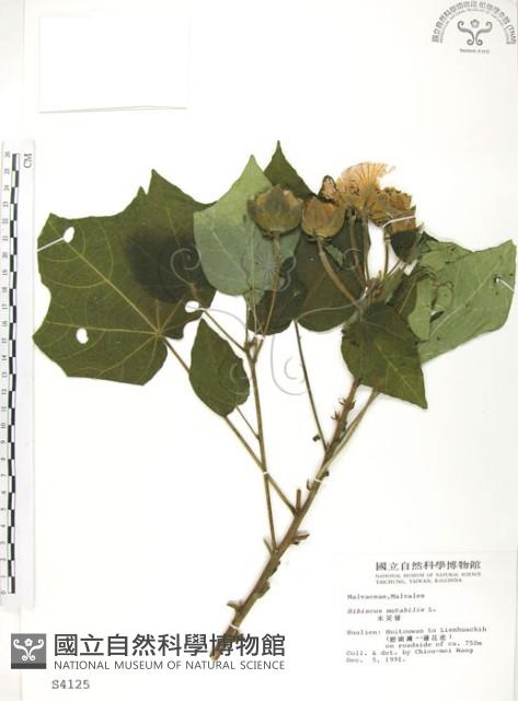 山芙蓉、臺灣山芙蓉、狗頭芙蓉藏品圖，第1張