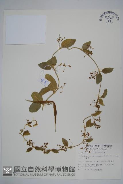 鷗蔓藏品圖，第1張