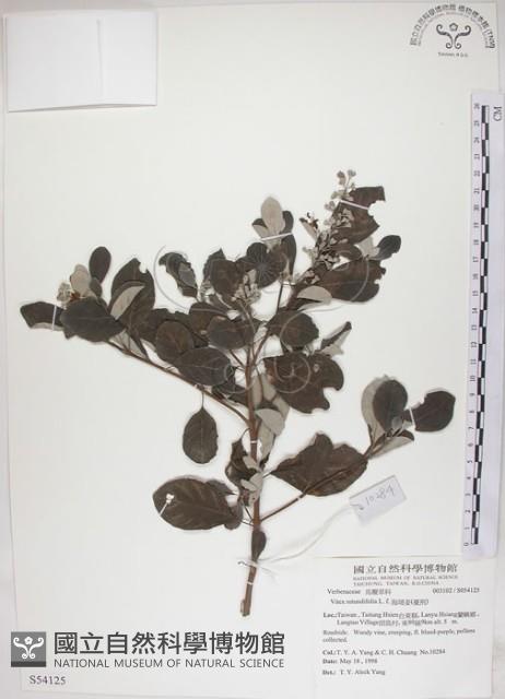 海埔姜藏品圖，第1張