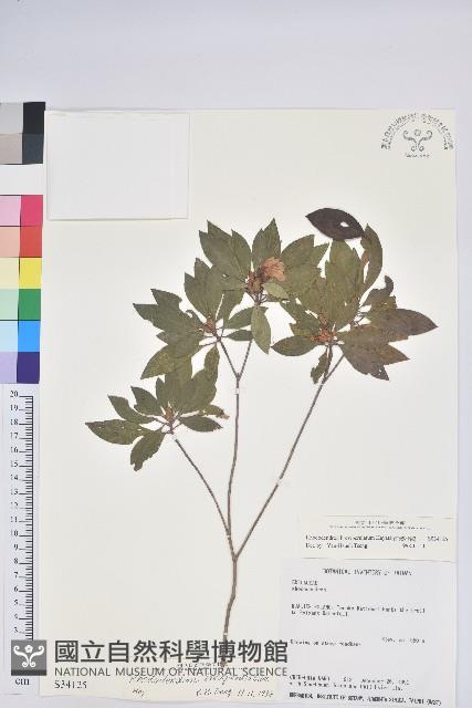 南澳杜鵑藏品圖，第1張