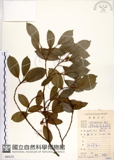 榕樹藏品圖，第1張