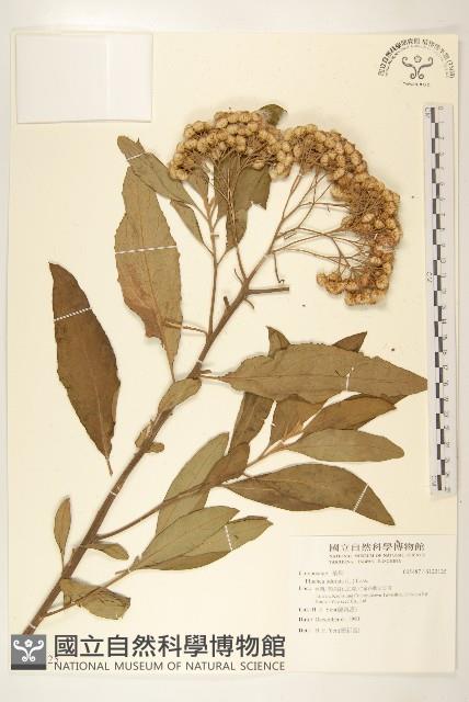 香闊苞菊藏品圖，第1張