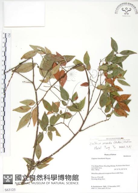 櫸、雞油藏品圖，第1張