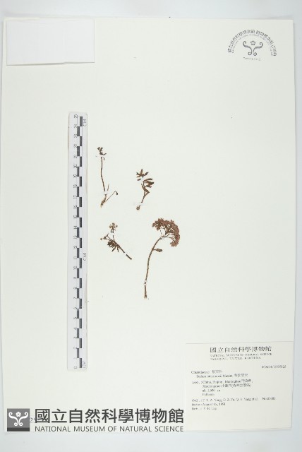 華北景天藏品圖，第1張