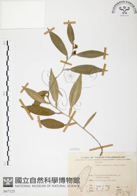 柚葉藤藏品圖，第1張