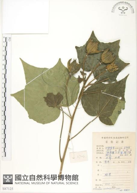 木芙蓉藏品圖，第1張