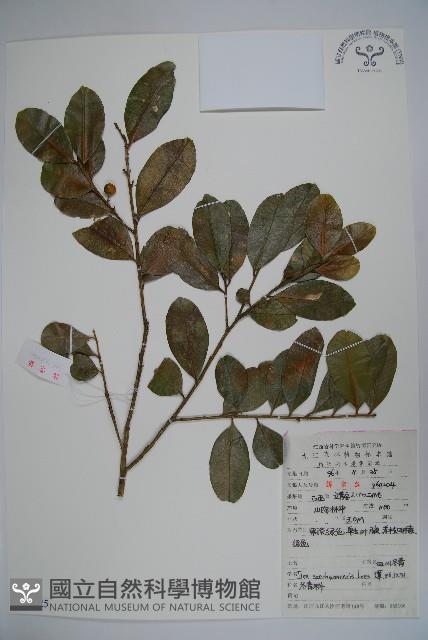 四川冬青藏品圖，第1張