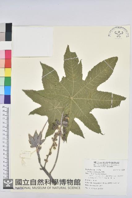 蓖麻藏品圖，第1張