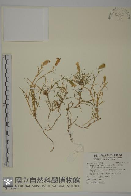 南湖大山蠅子草藏品圖，第1張