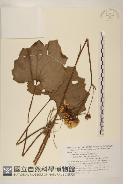 山菊藏品圖，第1張