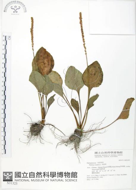 車前草藏品圖，第1張