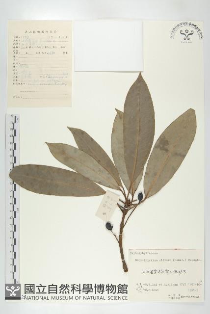 俄氏虎皮楠、蘭嶼虎皮楠、虎皮楠藏品圖，第1張