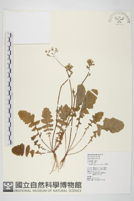 黃鵪菜藏品圖，第1張