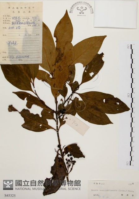 茜草樹藏品圖，第1張