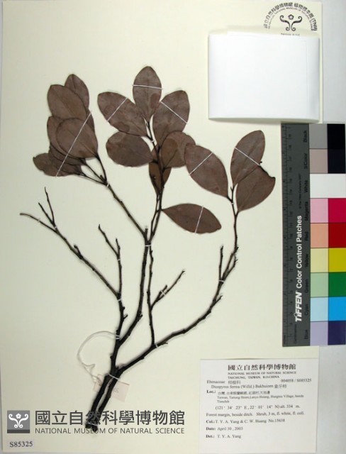 象牙柿藏品圖，第1張