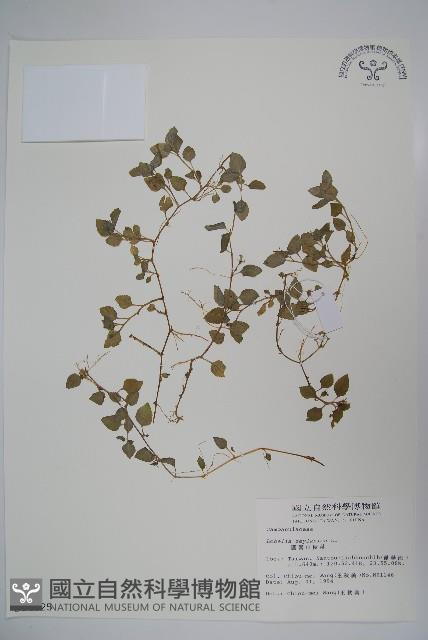 圓葉山梗菜藏品圖，第1張