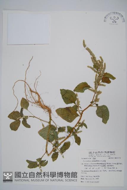 青莧藏品圖，第1張