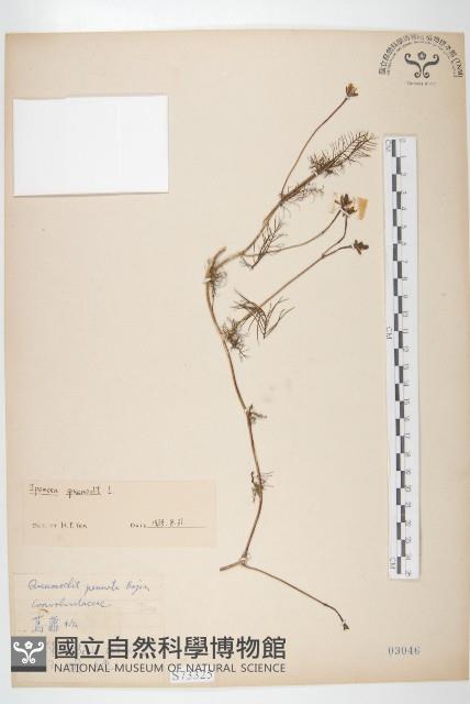 蔦蘿藏品圖，第1張