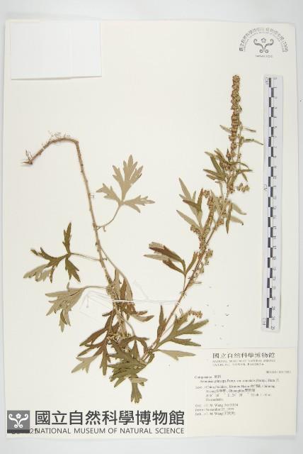 野艾蒿藏品圖，第1張