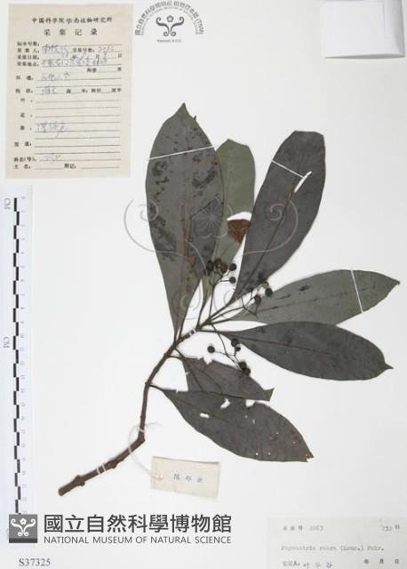 九節木、牛屎烏、青龍吐霧藏品圖，第1張