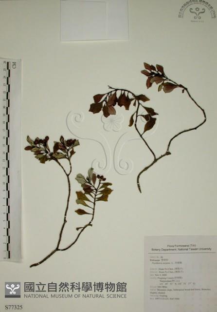 拎壁龍藏品圖，第1張