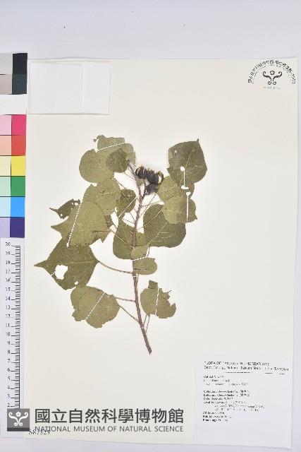 烏臼藏品圖，第1張