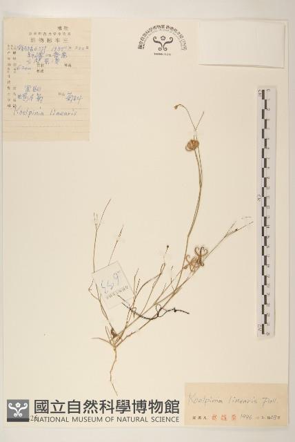 蝎尾菊藏品圖，第1張