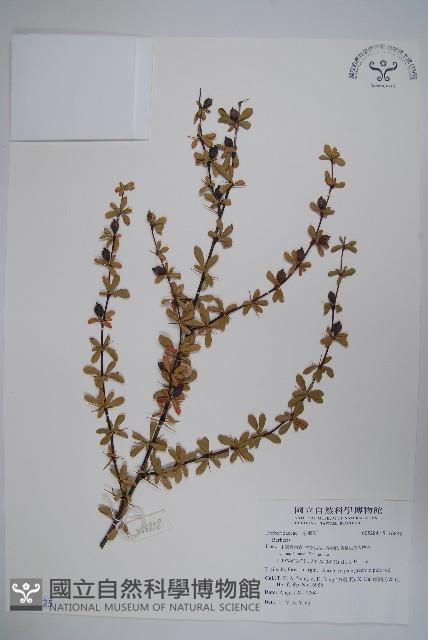 刺紅珠藏品圖，第1張