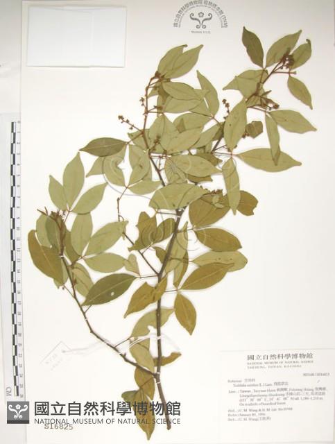 飛龍掌血藏品圖，第1張