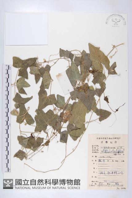 茅瓜藏品圖，第1張