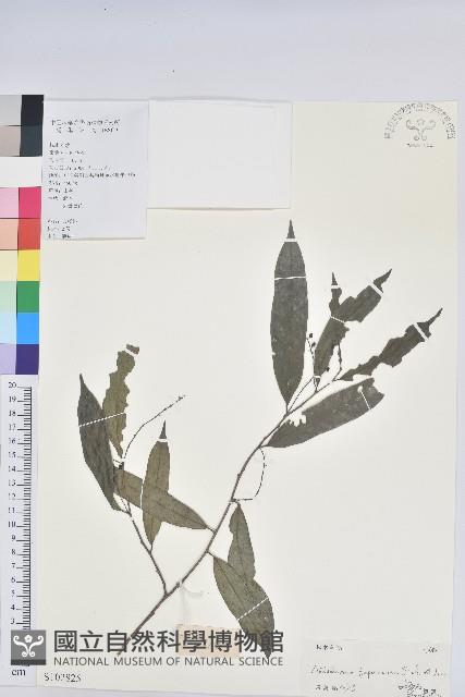 日本五月茶、南投五月茶藏品圖，第1張