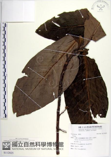 蘭嶼木薑子藏品圖，第1張