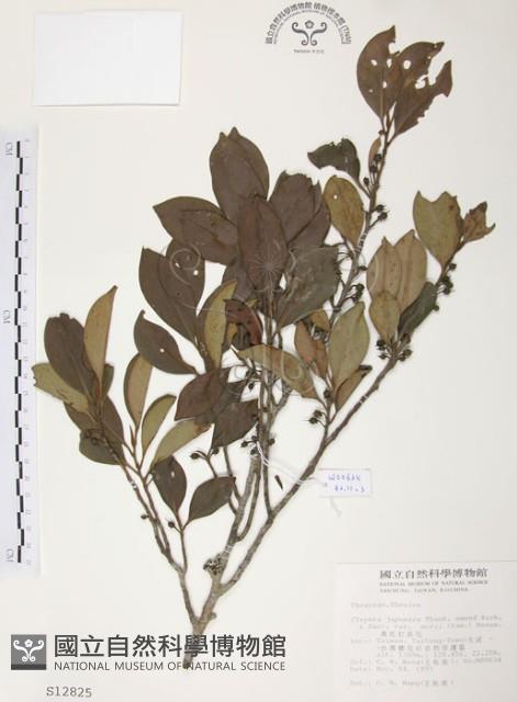 森氏紅淡比藏品圖，第1張