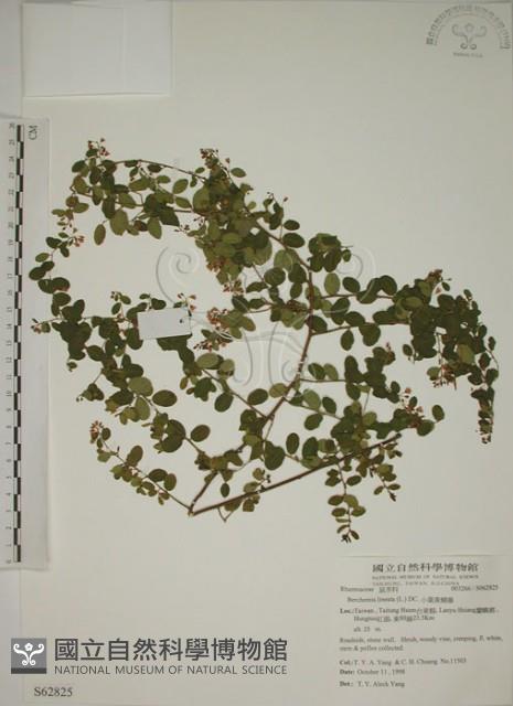 小葉黃鱔藤藏品圖，第1張