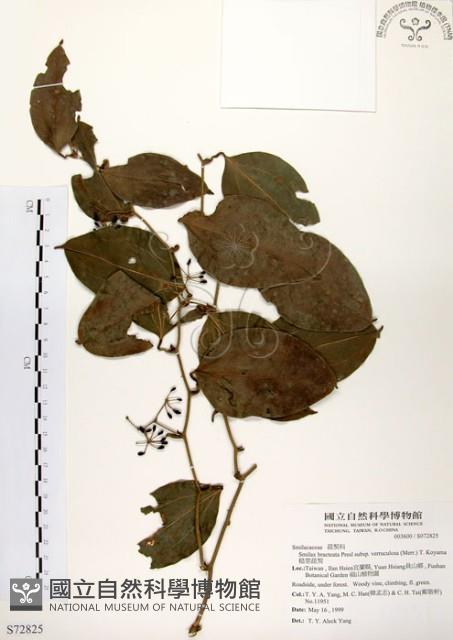 糙莖菝契藏品圖，第1張