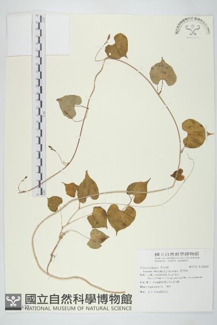 野牽牛藏品圖，第1張