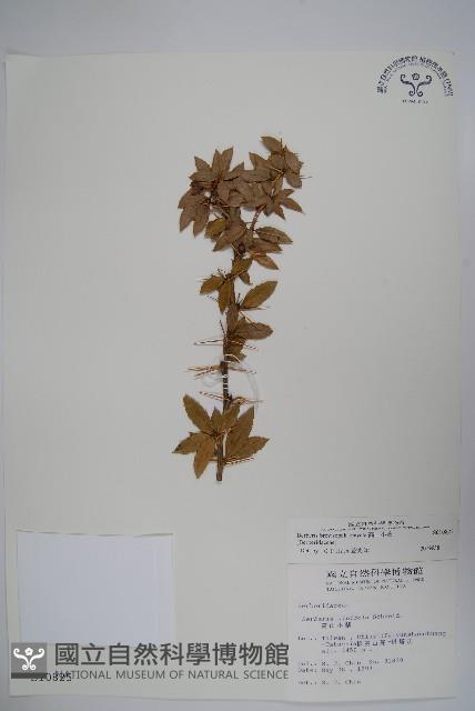 高山小蘗藏品圖，第1張