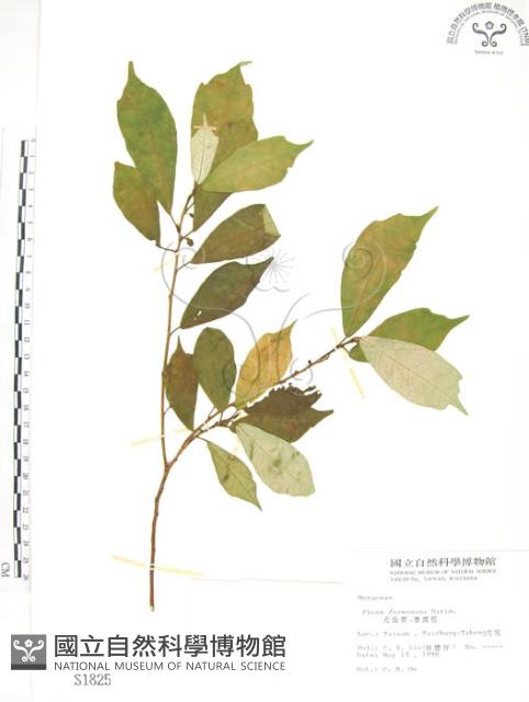 天仙果、臺灣榕藏品圖，第1張