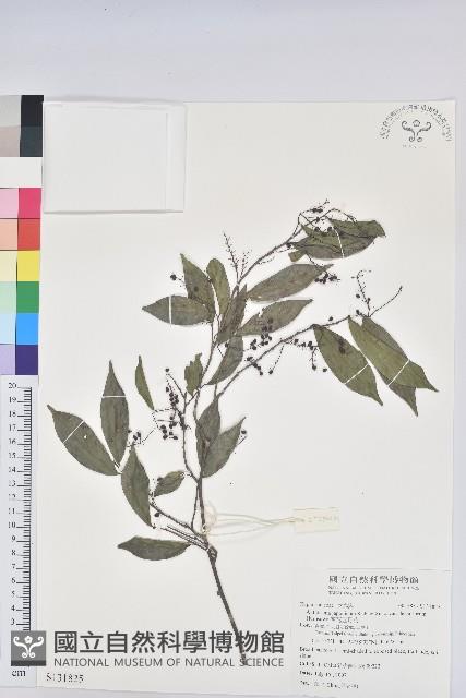 密花五月茶藏品圖，第1張